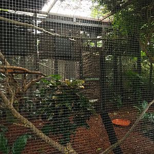 Toco toucan aviary, 2023-10-13