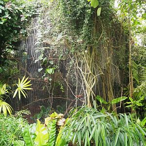 Toco toucan aviary, 2023-10-13