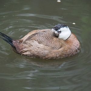 White-headed duck (Oxyura leucocephala), 2023-10-13