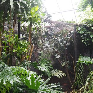Curl-crested aracari aviary, 2023-10-13