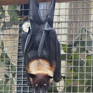 Lyle's flying fox (Pteropus lylei), 2023-10-13