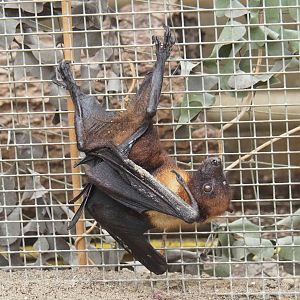 Lyle's flying fox (Pteropus lylei), 2023-10-13