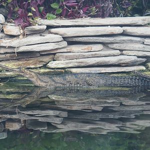 Gharial (Gavialis gangeticus), 2023-10-13