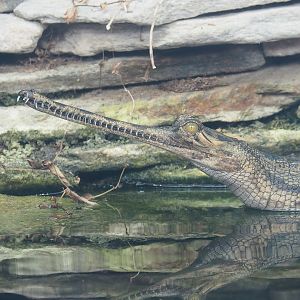 Gharial (Gavialis gangeticus), 2023-10-13