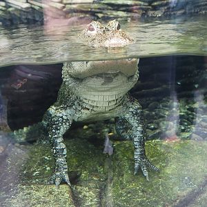 Chinese alligator (Alligator sinensis), 2023-10-13