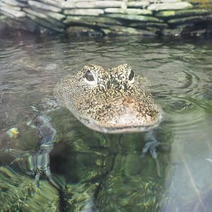 Chinese alligator (Alligator sinensis), 2023-10-13