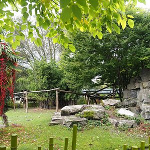 Bharal and Binturong exhibit, 2023-10-13