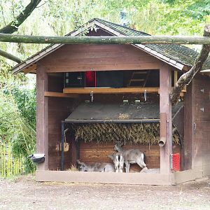 Binturong barn with bharal feeding area and shelter underneath it, 2023-10-13