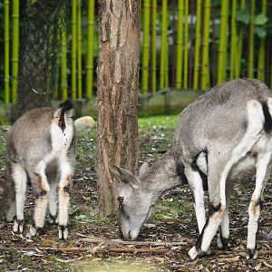 Bharal (Pseudois nayaur), 2023-10-13