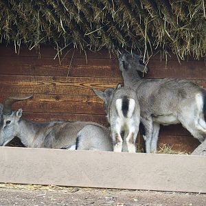 Bharal (Pseudois nayaur), 2023-10-13