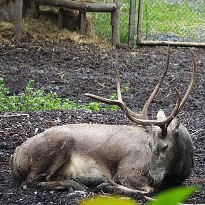 Père David's deer (Elaphurus davidianus), 2023-10-13
