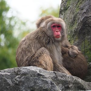 Japanese macaque (Macaca fuscata), 2023-10-13