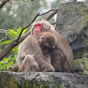 Japanese macaque (Macaca fuscata), 2023-10-13