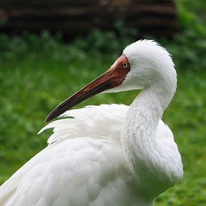 Siberian crane (Leucogeranus leucogeranus), 2023-10-13
