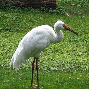 Siberian crane (Leucogeranus leucogeranus), 2023-10-13