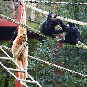 Southern yellow-cheeked gibbons (Nomascus gabriellae), 2023-10-13