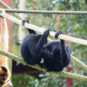 Southern yellow-cheeked gibbons (Nomascus gabriellae), 2023-10-13