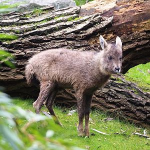 Central Chinese goral (Naemorhedus griseus arnouxianus), 2023-10-13