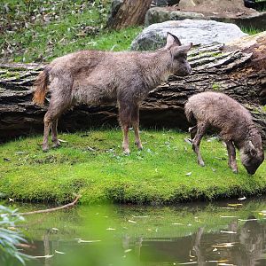 Central Chinese gorals (Naemorhedus griseus arnouxianus), 2023-10-13