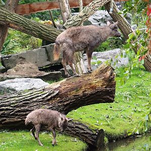 Central Chinese gorals (Naemorhedus griseus arnouxianus), 2023-10-13