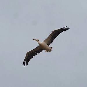 Flying Great white pelican (Pelecanus onocrotalus) 2023-10-13