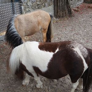 Miniature horses (Equus ferus caballus), 2023-10-13