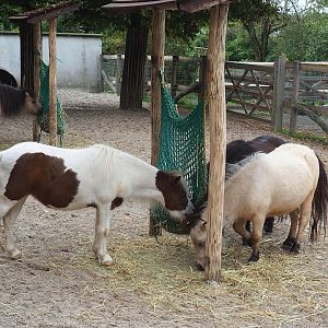 Miniature horses (Equus ferus caballus), 2023-10-13