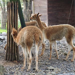 Vicuñas (Vicugna pacos), 2023-10-13