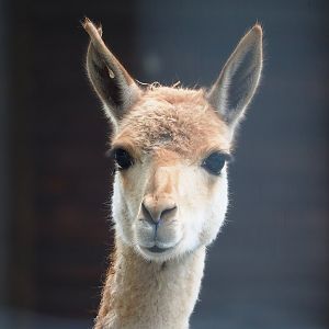 Vicuña (Vicugna pacos), 2023-10-13