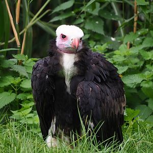 White-headed vulture (Trigonoceps occipitalis), 2023-10-13