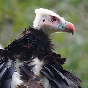 White-headed vulture (Trigonoceps occipitalis), 2023-10-13