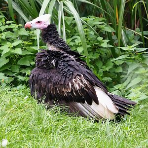 White-headed vulture (Trigonoceps occipitalis), 2023-10-13