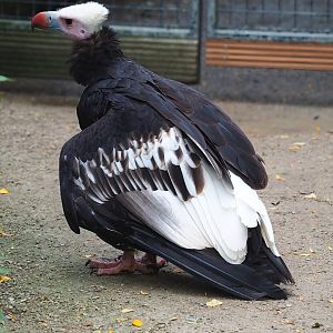 White-headed vulture (Trigonoceps occipitalis), 2023-10-13