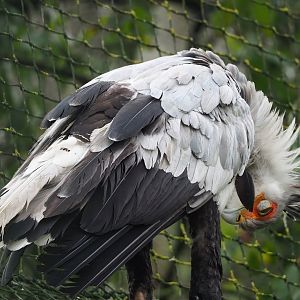 Secretary bird (Sagittarius serpentarius), 2023-10-13
