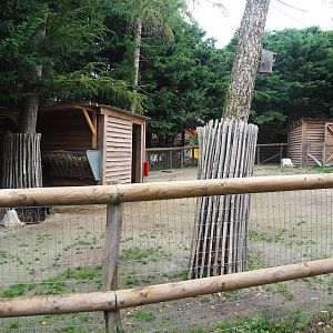 Domestic goat paddock, 2023-10-13
