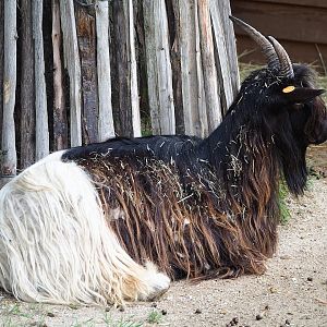 Domestic goat (Capra hircus), 2023-10-13
