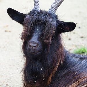 Domestic goat (Capra hircus), 2023-10-13