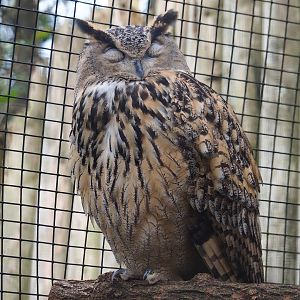 Eurasian eagle owl (Bubo bubo bubo), 2023-10-13