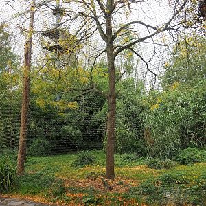 Large mixed raptor and vulture aviary, 2023-10-13