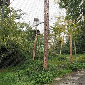 Large mixed raptor and vulture aviary, 2023-10-13