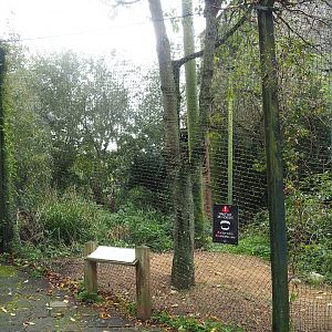 Black-chested buzzard eagle aviary, 2023-10-13