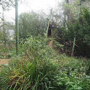 Black-chested buzzard eagle aviary, 2023-10-13