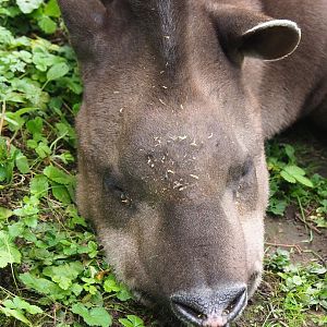 Brazilian tapir (Tapirus terrestris), 2023-10-13