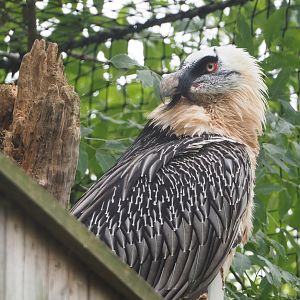 Bearded vulture (Gypaetus barbatus barbatus), 2023-10-13