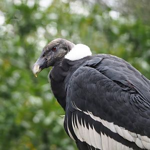 Andean condor (Vultur gryphus), 2023-10-13