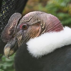 Andean condor (Vultur gryphus), 2023-10-13