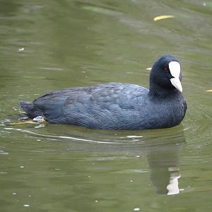 Wild Eurasian coot (Fulica atra), 2023-10-13