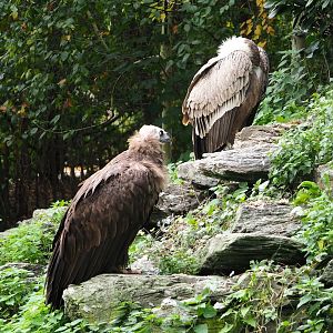 Eurasian black vulture (Aegypius monachus) and Western Eurasian griffon vulture (Gyps fulvus fulvus), 2023-10-13