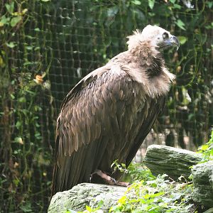 Eurasian black vulture (Aegypius monachus), 2023-10-13