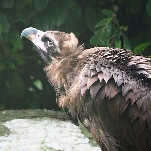 Eurasian black vulture (Aegypius monachus), 2023-10-13